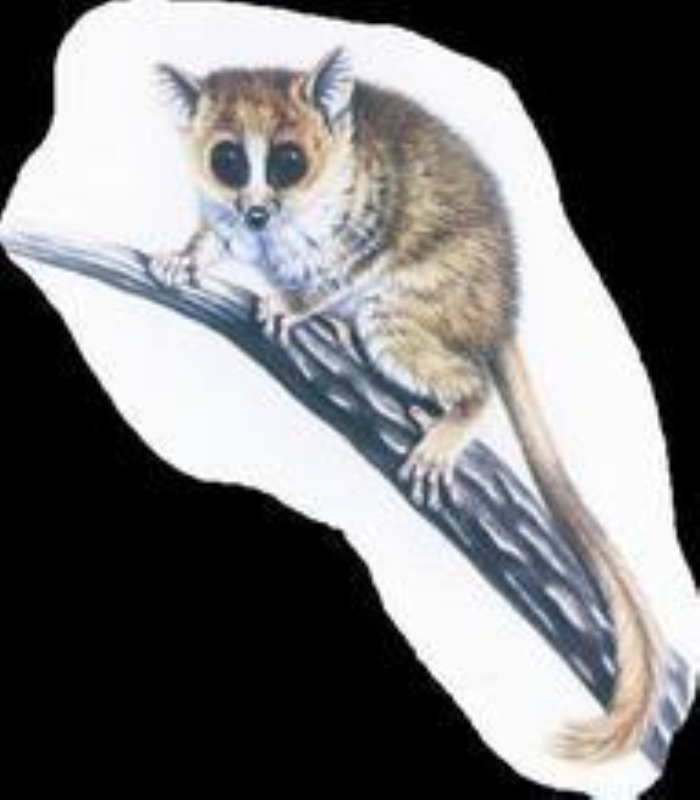  p>白足澳洲林鼠是一种夜行性的 a href="#" data-lemmaid="338983">