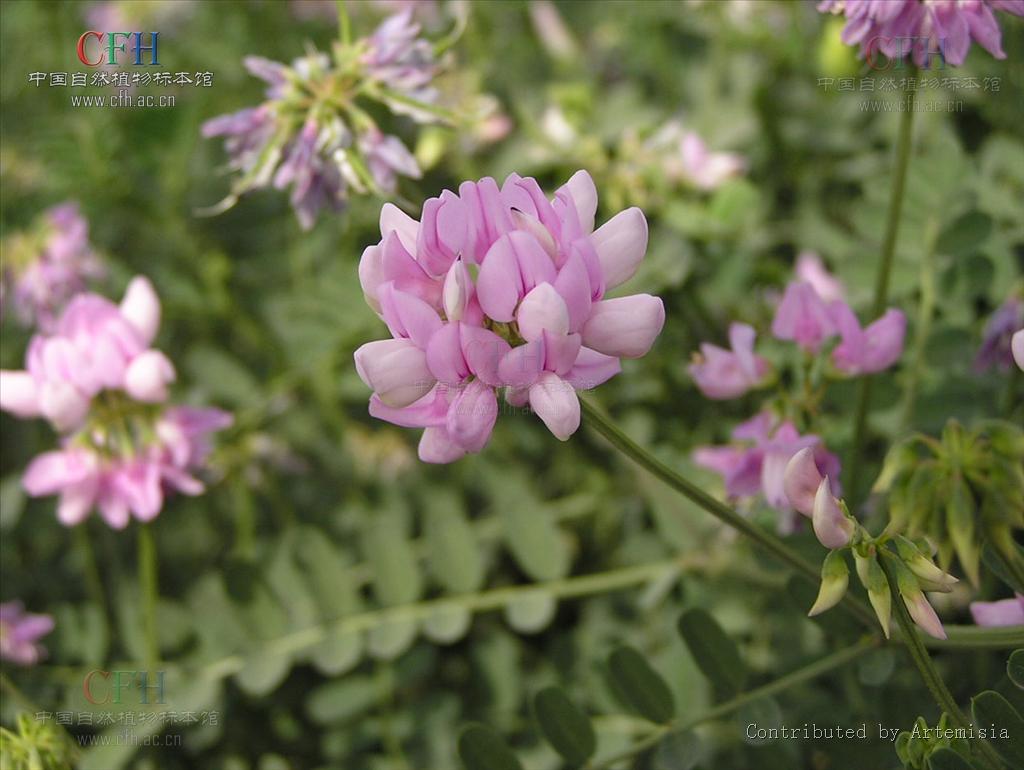 是 a target="_blank" href="/item/双子叶植物纲/229183" data