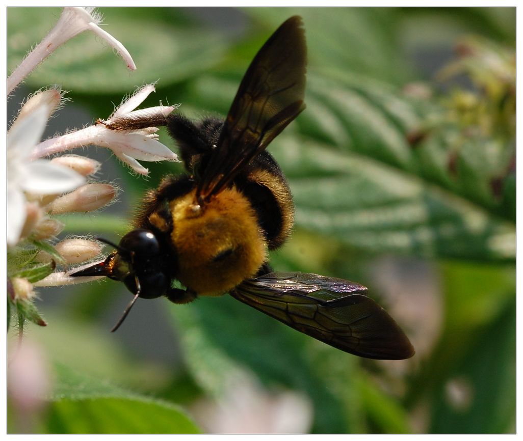  p>中华木蜂, i>xylocopa sinensis /i> smith, a href="#">蜜蜂科 /a