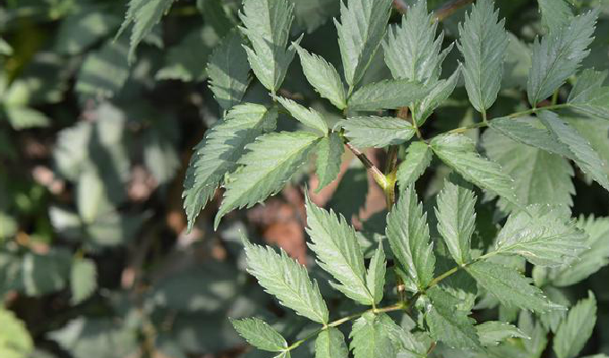 boissieu)是伞形科羌活属植物.