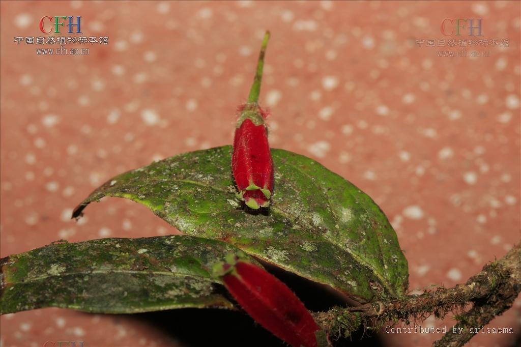 data-lemmaid="1316665">杜鹃花科 /a>树萝卜属植物,为 a t