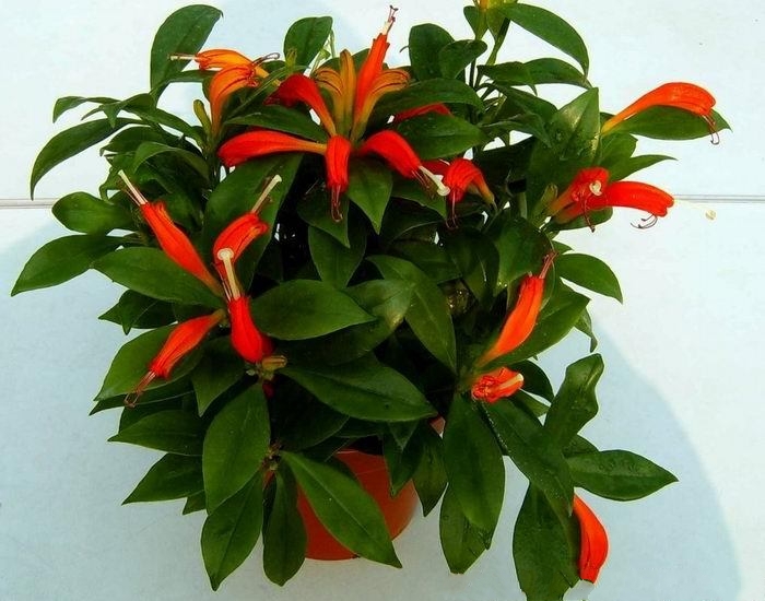  p>口红花(学名: i> a href="#">aeschynanthus pulcher /a> /i> a
