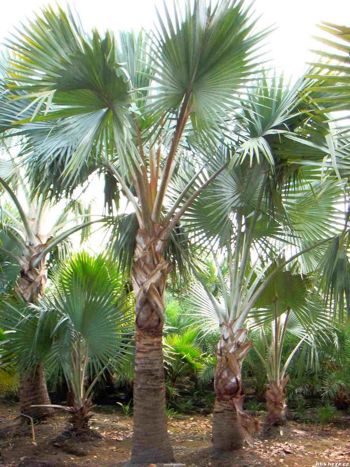  p>棕榈木,学名palmoxylon, a href="#">槟榔科 /a>,生长在 a href="