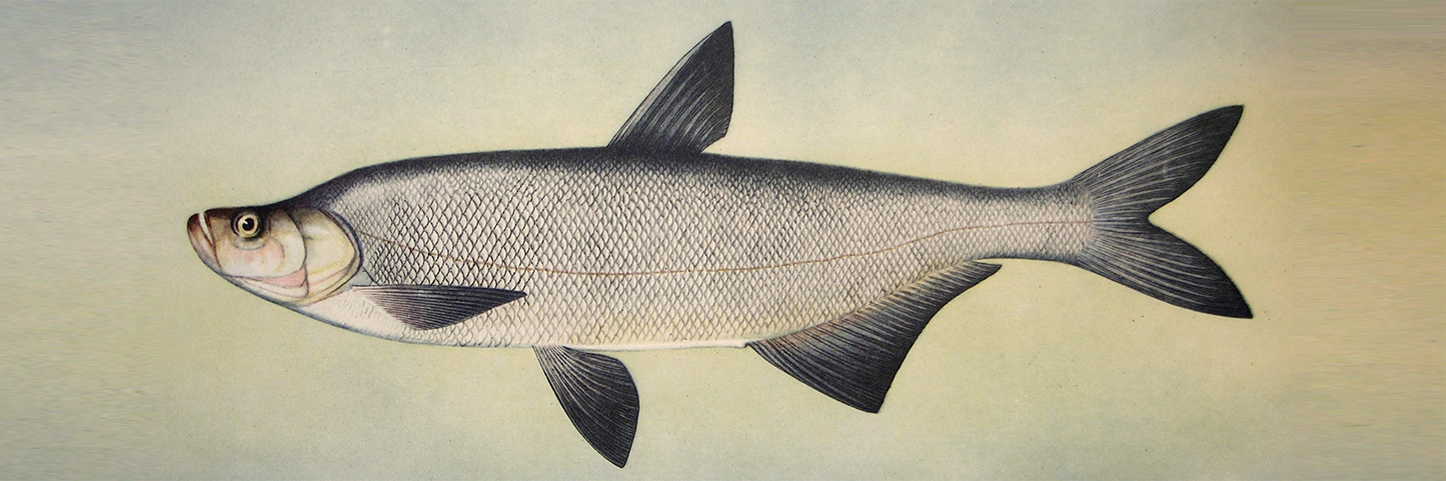  p>红鳍鲌(学名: i>chanodichthys erythropteru /i>s)是鲤科,鲌属的