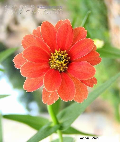  p>多花百日菊( a href="#" data-lemmaid="8074290">学名 /a>: i>