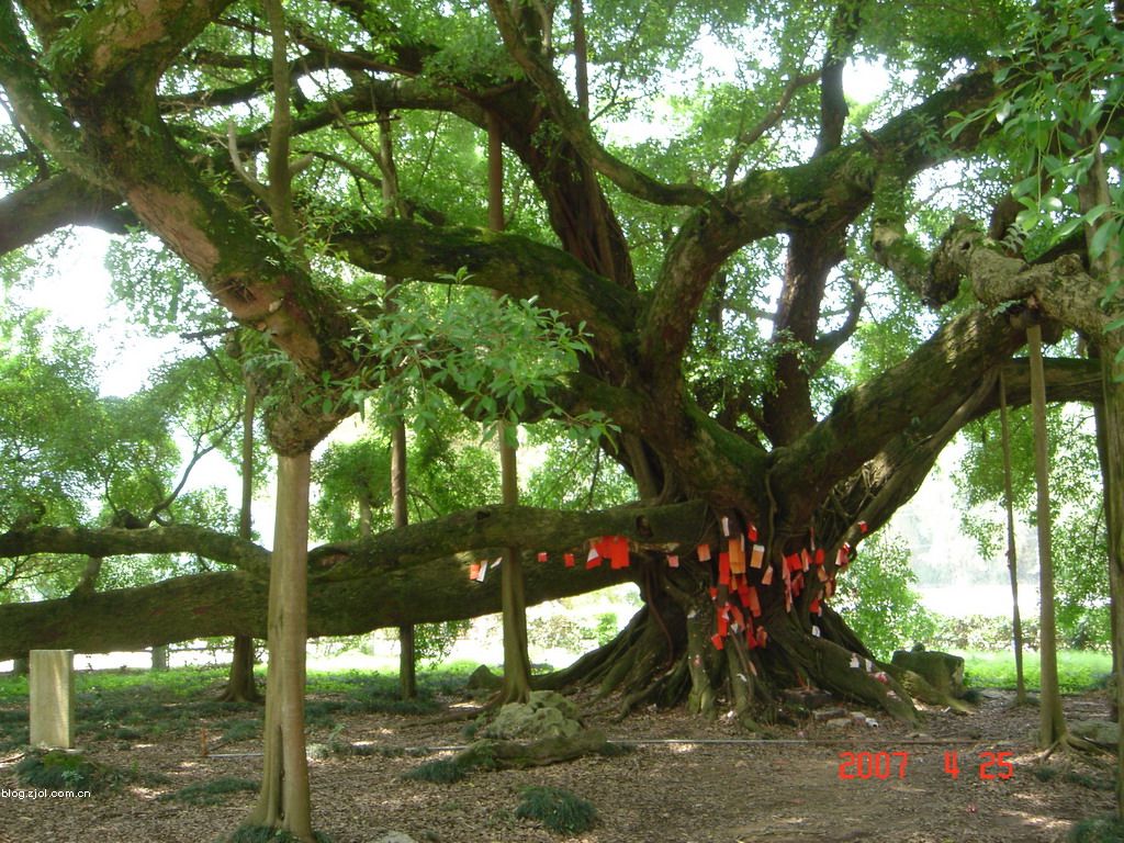  p>大榕树风景区位于 a href="#" data-lemmaid="7182935">阳朔县 /a>