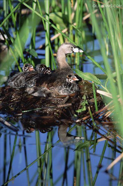 小鸡