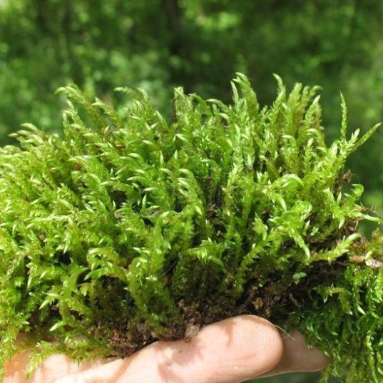  p>镰刀藓属,藓丛柔弱,黄绿色或深绿色.