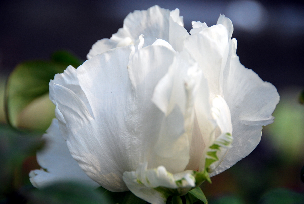 牡丹/6080" data-lemmaid="6080">牡丹 /a>的一个品种,全称夜光白牡丹