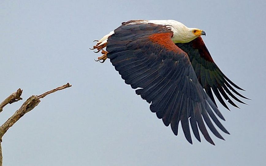african fish eagle