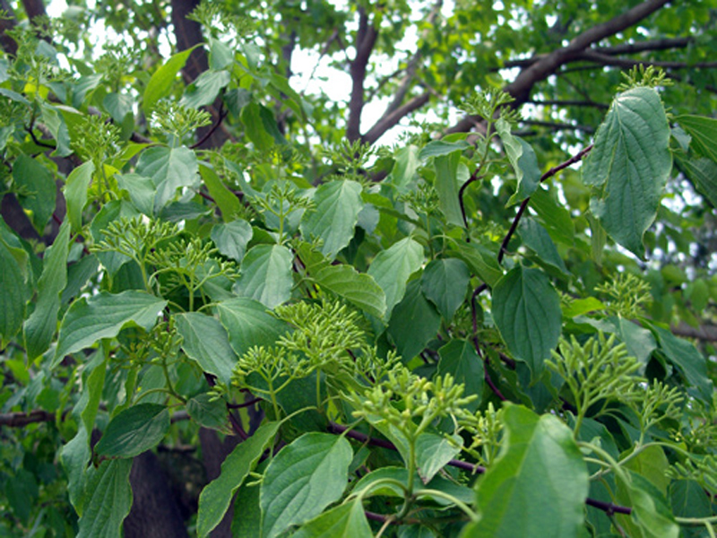  p>灰叶梾木(学名: i>swida poliophylla  /i>(schneid.