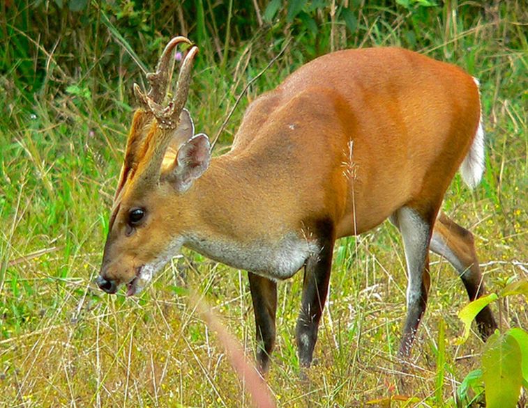 bornean red muntjac