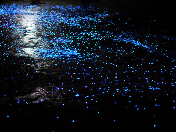  p data-id="gnvfo1z3yl">希氏弯喉海萤(学