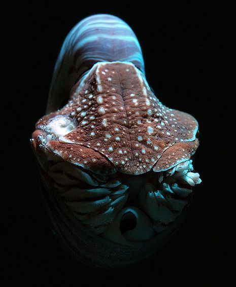  p>鹦鹉螺(学名:nautiloidea):是头足纲,鹦鹉螺科的海洋 a href="#">