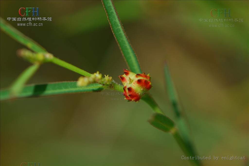 地杨桃属