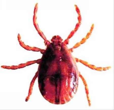 i>)是硬蜱科,血蜱属 a target="_blank" href="/item/蜱虫/10747318"