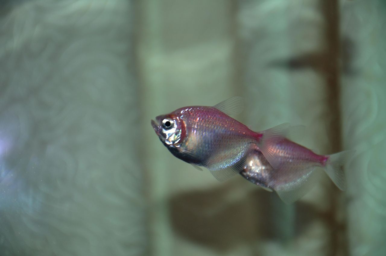  p>彩裙鱼又名灯火鱼,是 a href="#" data-lemmaid="1532985">黑裙鱼 