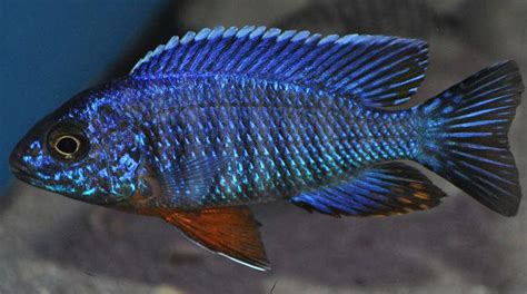  p>蓝钻石,蓝钻石孔雀 /p> p>拉丁名:aulonocara sp.