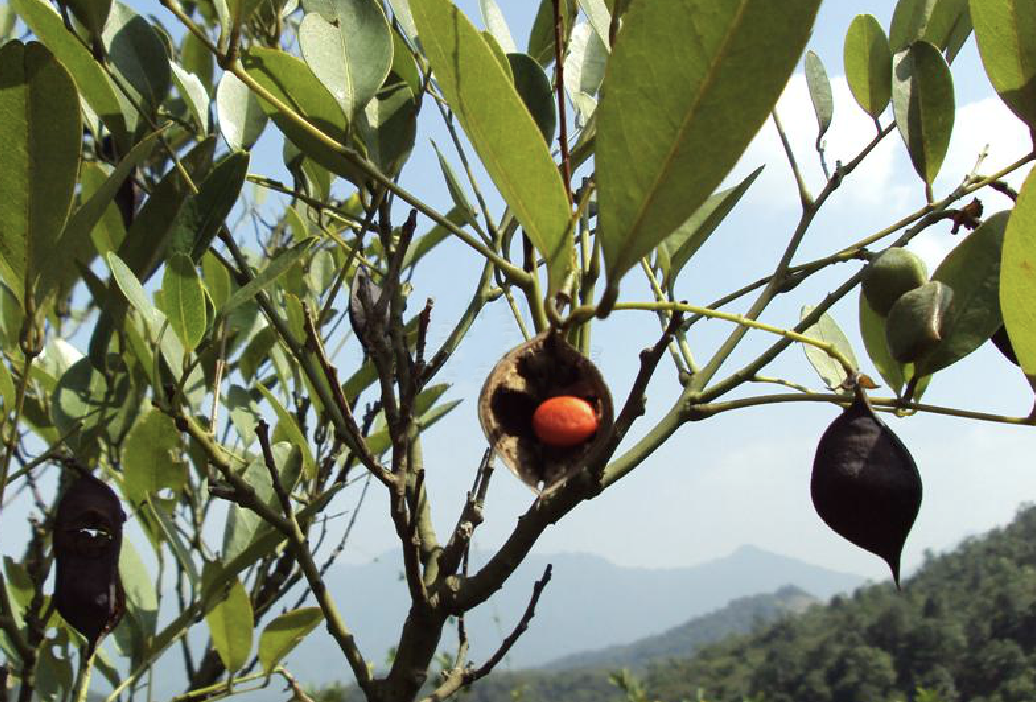  p>缘毛红豆(学名: i>ormosia howii /i> merr.