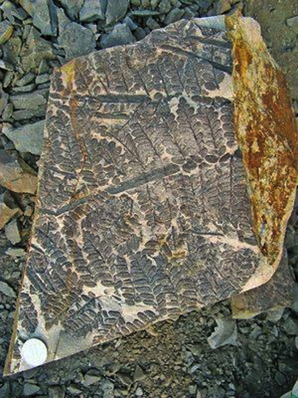 栉羊齿(pecopteris)