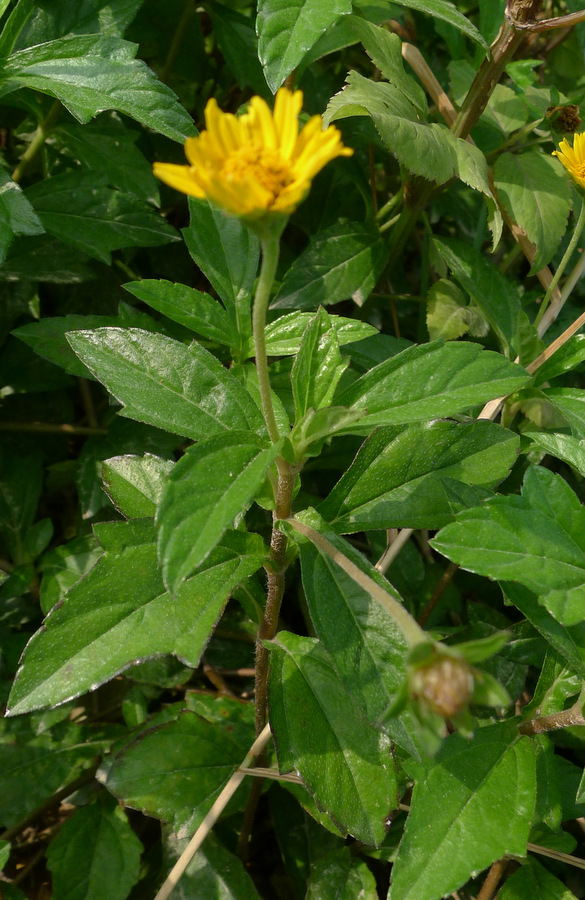  p>南美蟛蜞菊(学名: i>sphagneticola trilobata  /i>(l.