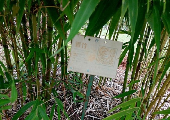  p>香竹(学名: i>chimonocalamus delicatus /i>