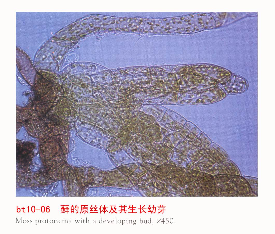 植物(主要是藓类)孢子萌发后首先产生的一个有分枝含有叶绿体的丝状体
