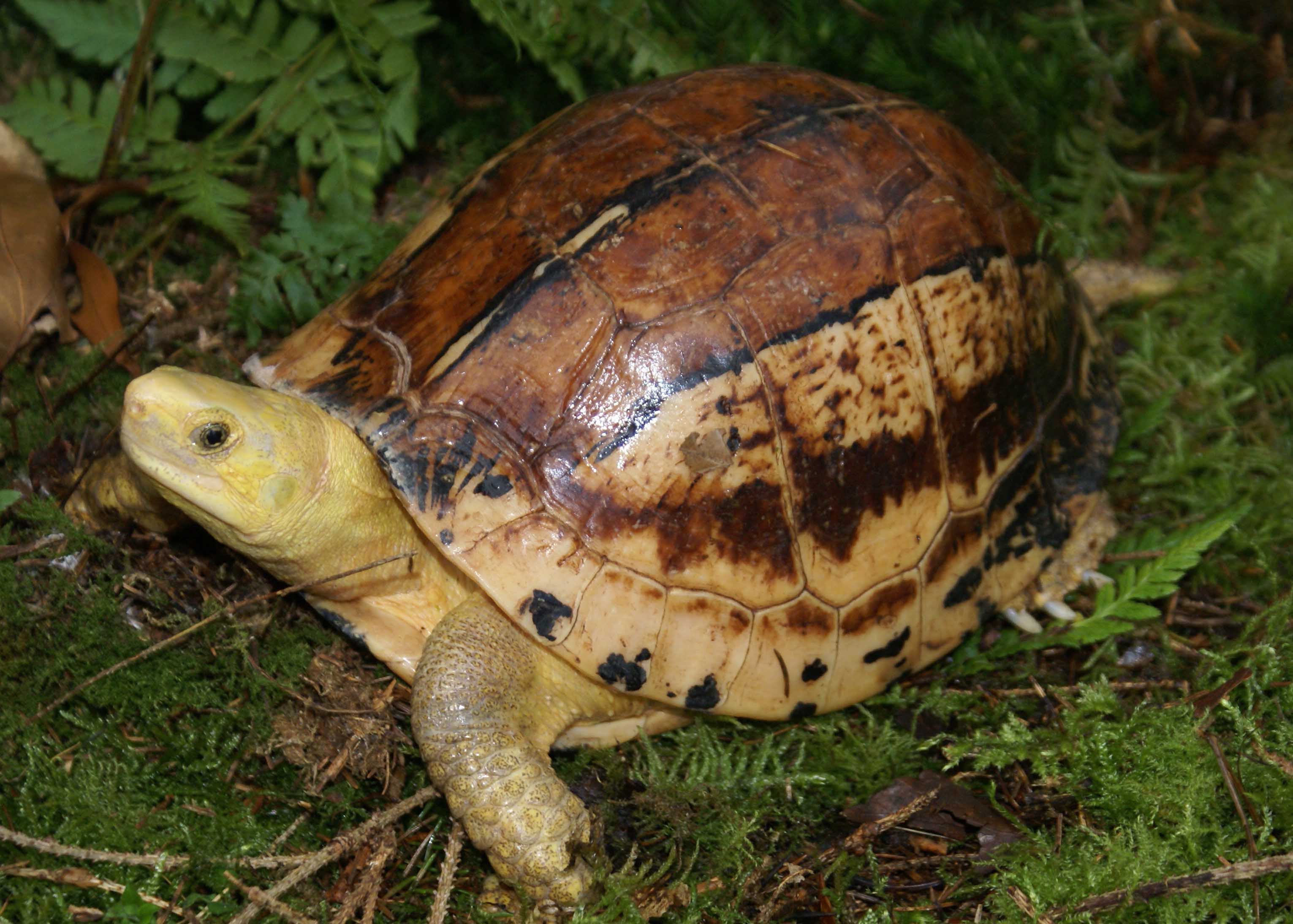  p>图纹闭壳龟(学名: i>cuora picturata /i>)是龟科,闭壳龟属爬行纲