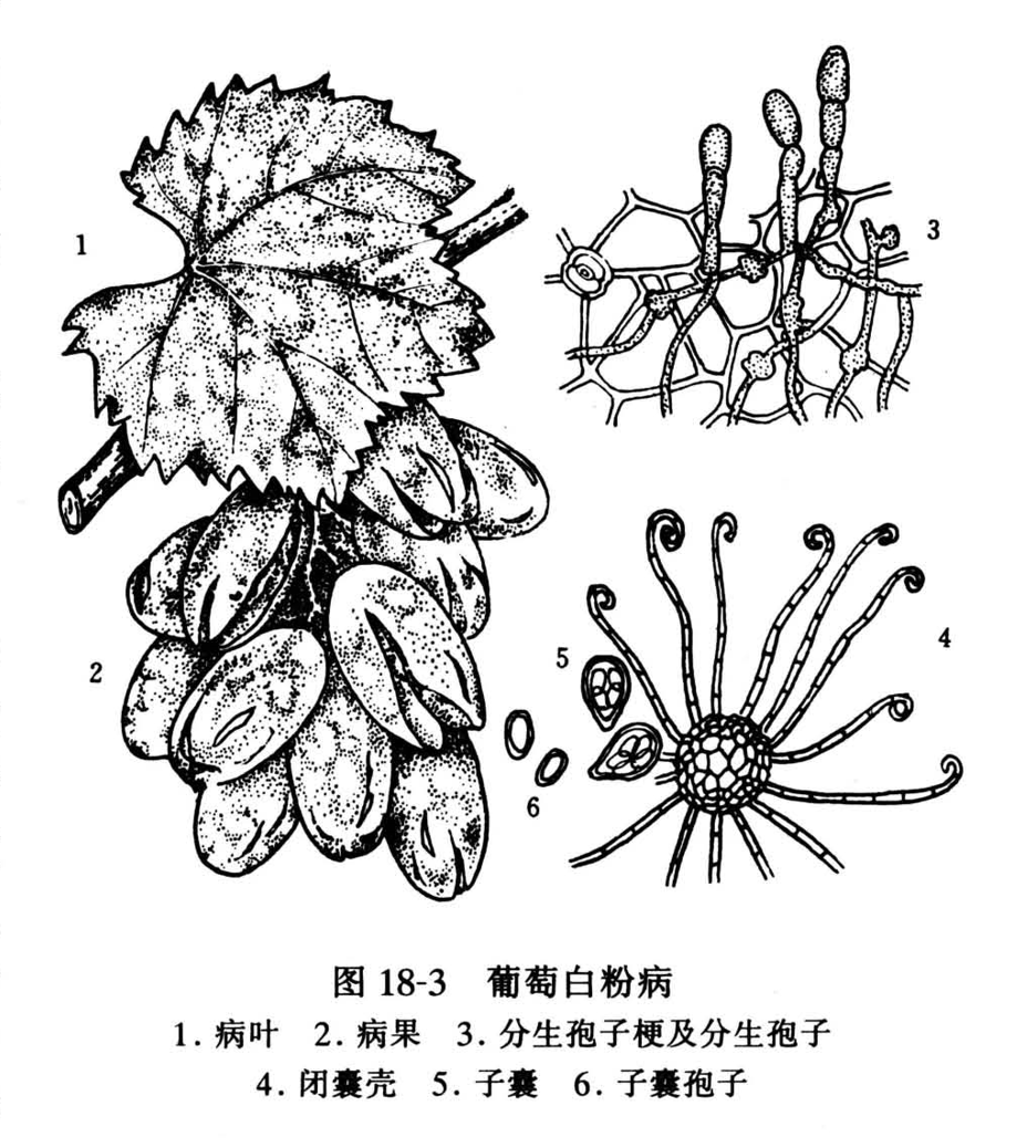  p>葡萄白粉病是由葡萄钩丝壳菌侵染所引起的,发生在葡萄上的一种病害