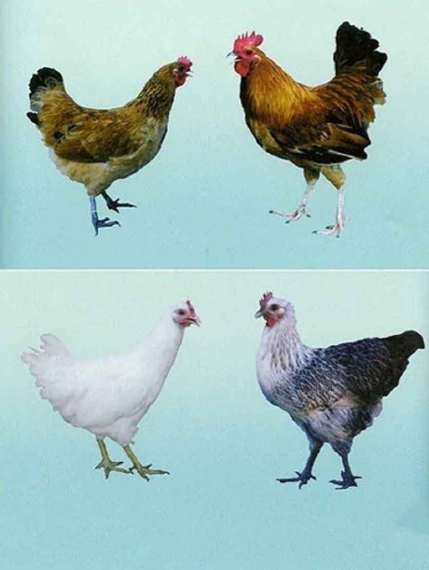  p>体型较小,结构匀称,羽毛紧凑,活动敏捷.头小轻秀.单冠,冠齿5-7个.