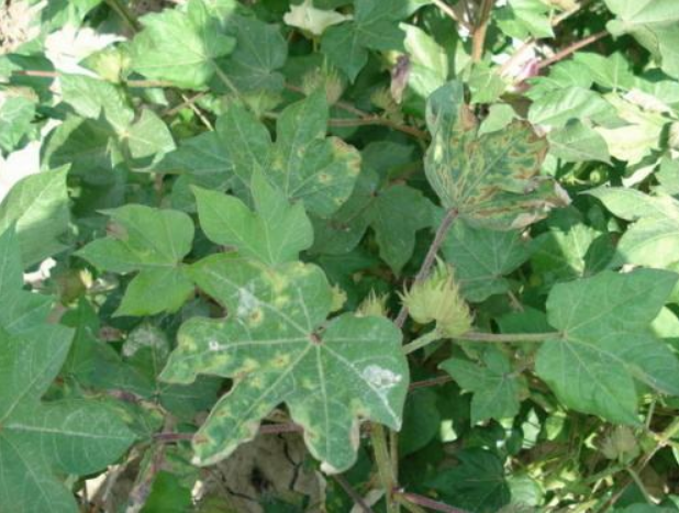  p data-id="gnb4bsrt6y">棉花黄萎病是由棉花黄萎病病原菌(黑白轮枝