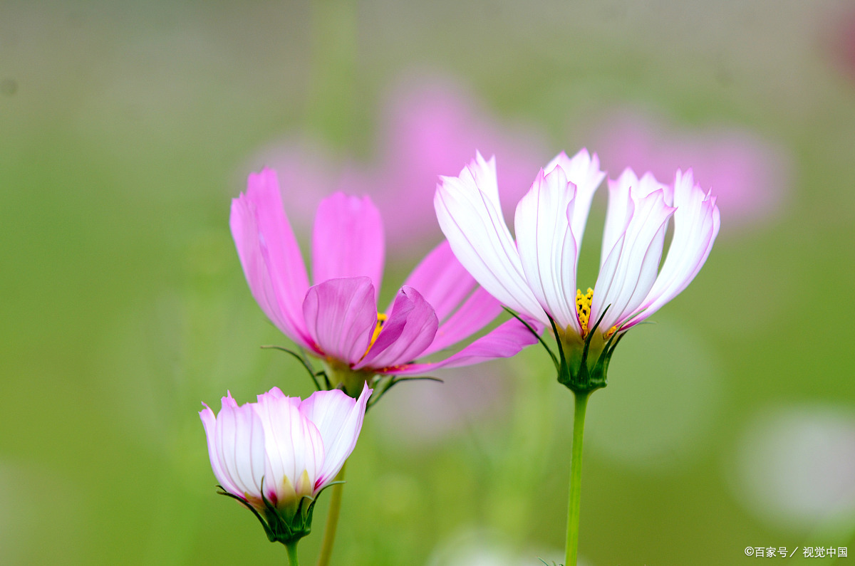 波斯菊可以大面积种植吗？对水肥的要求高吗？_百科TA说