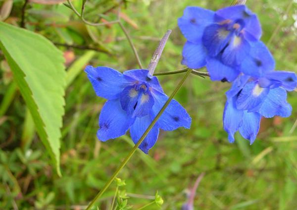 毛柄川黔翠雀花(变种)