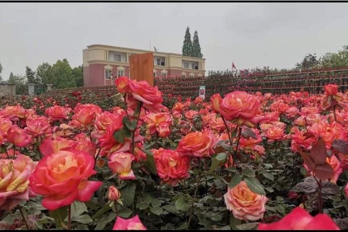  p>合肥花博汇位于合肥市长丰县吴山镇王楼村18号. /p>