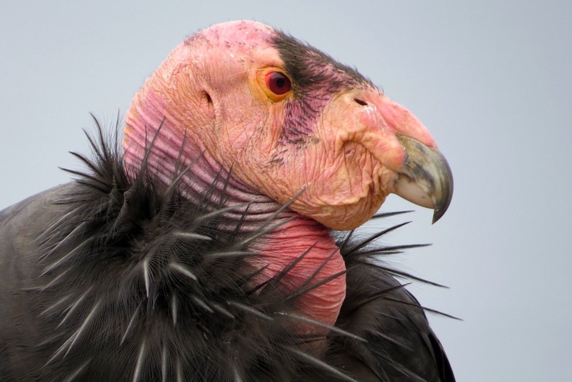  p>加州兀鹫(学名: i>gymnogyps californianus /i>):是美洲鹫科,加州