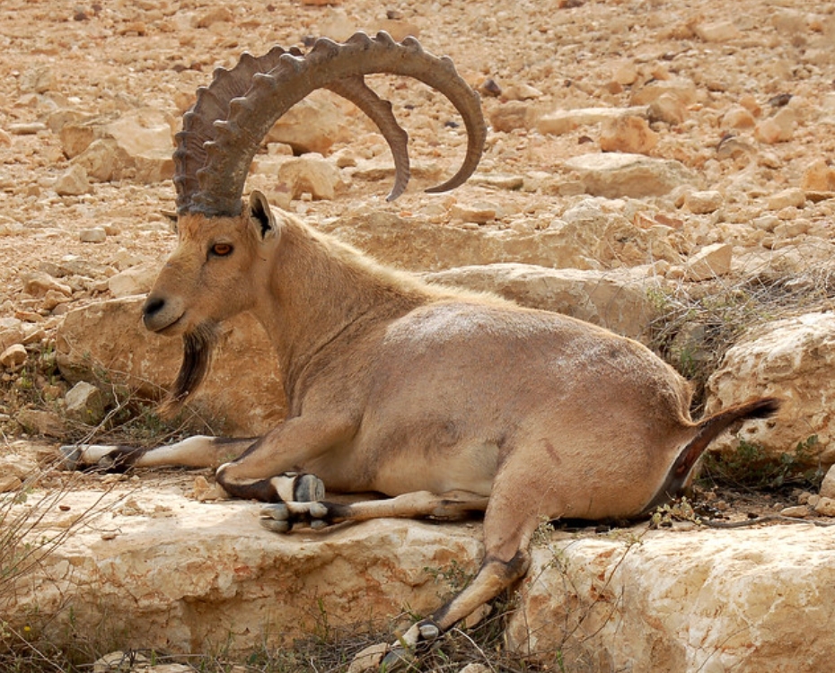 努比亚高地山羊