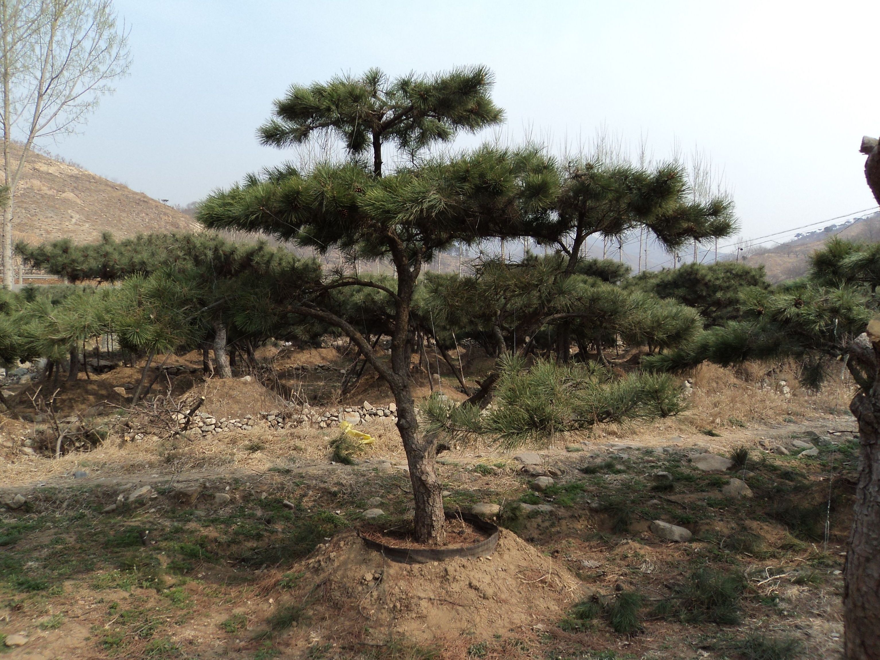 油松宁城县mx014