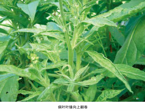 烟草黄瓜花叶病