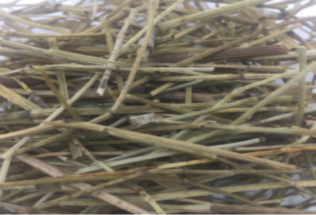 民间草药——笔管草的人文历史！_百科TA说