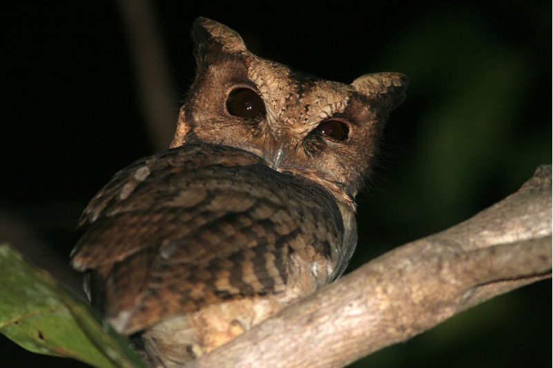  p>领角鸮(学名: i>otus lettia /i>):是鸱鸮科,角鸮属的猫头鹰.