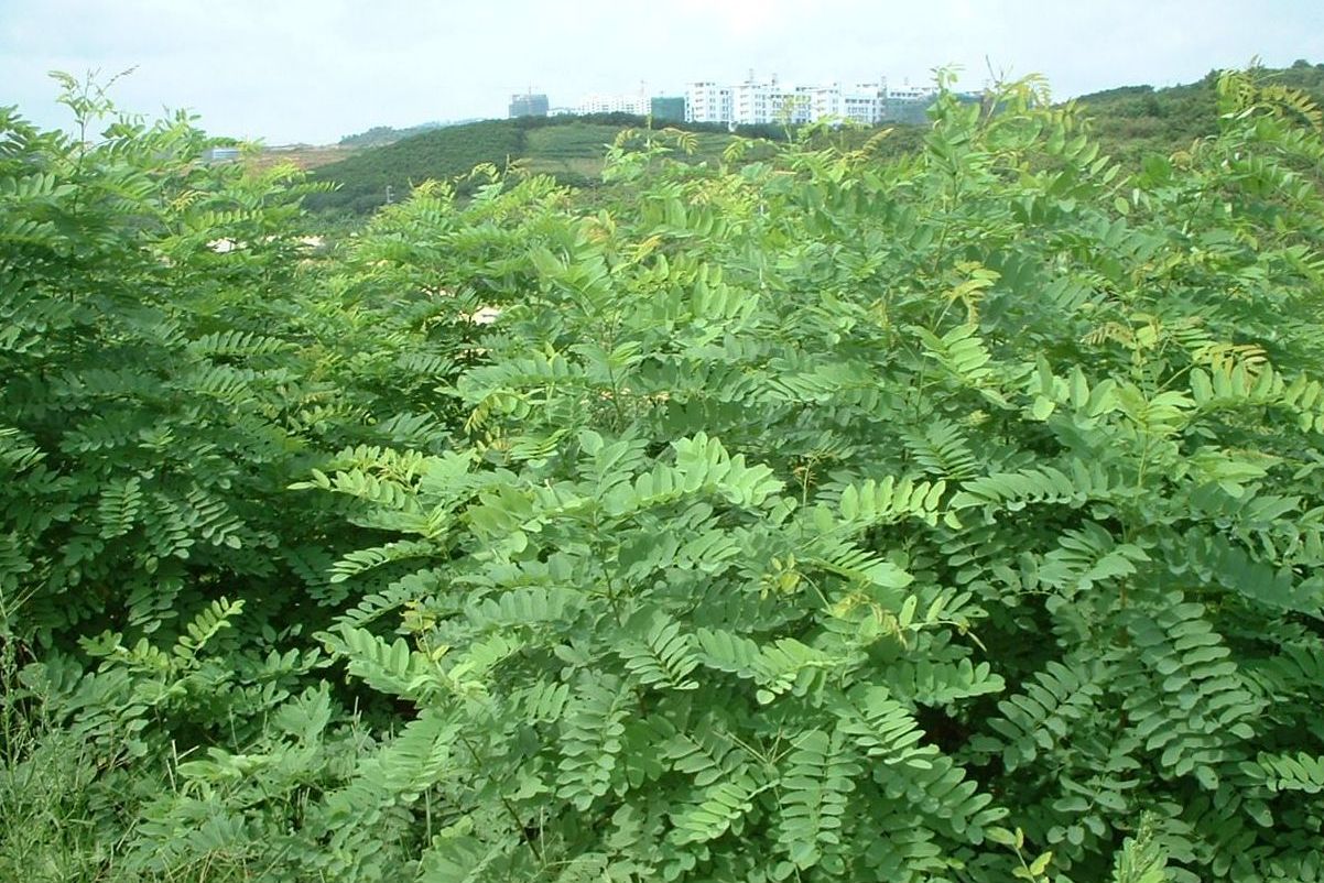 大叶速生槐