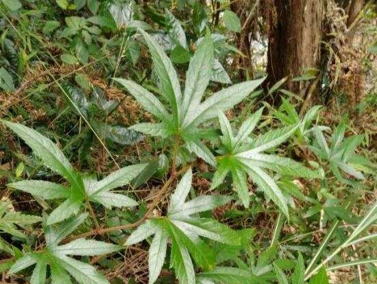 七指毛桃根