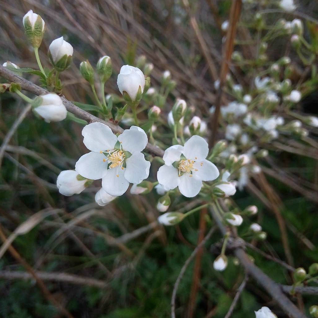 郁李仁─长梗郁李