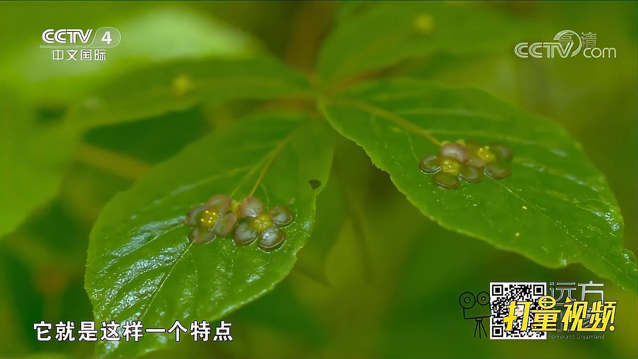 瘤枝卫矛_百度百科