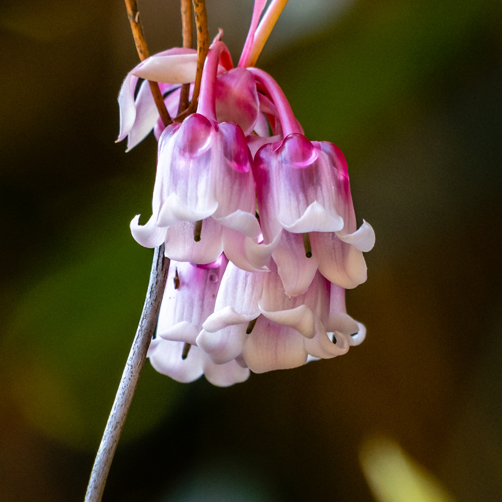 是杜鹃花科吊钟花属落叶灌木或小乔木.