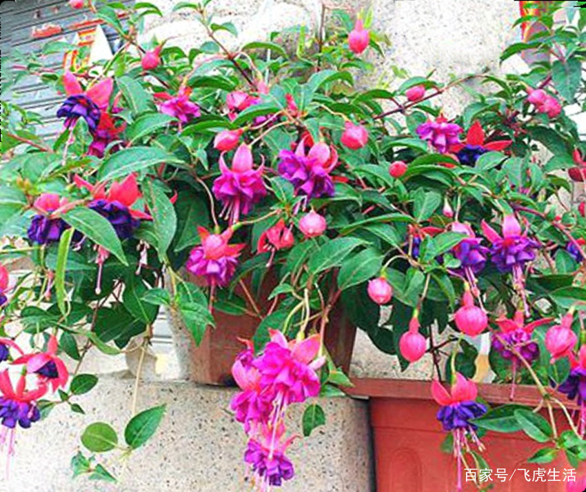 六种花一到夏天就怕热 不开花还不好养 照此做才能安全度夏 百科ta说