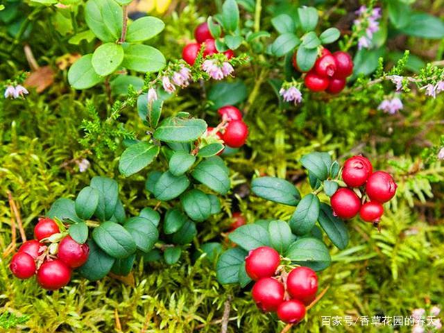 北国红豆 蔓越莓 可以连续结果几十年 养不活主要是气候原因 百科ta说