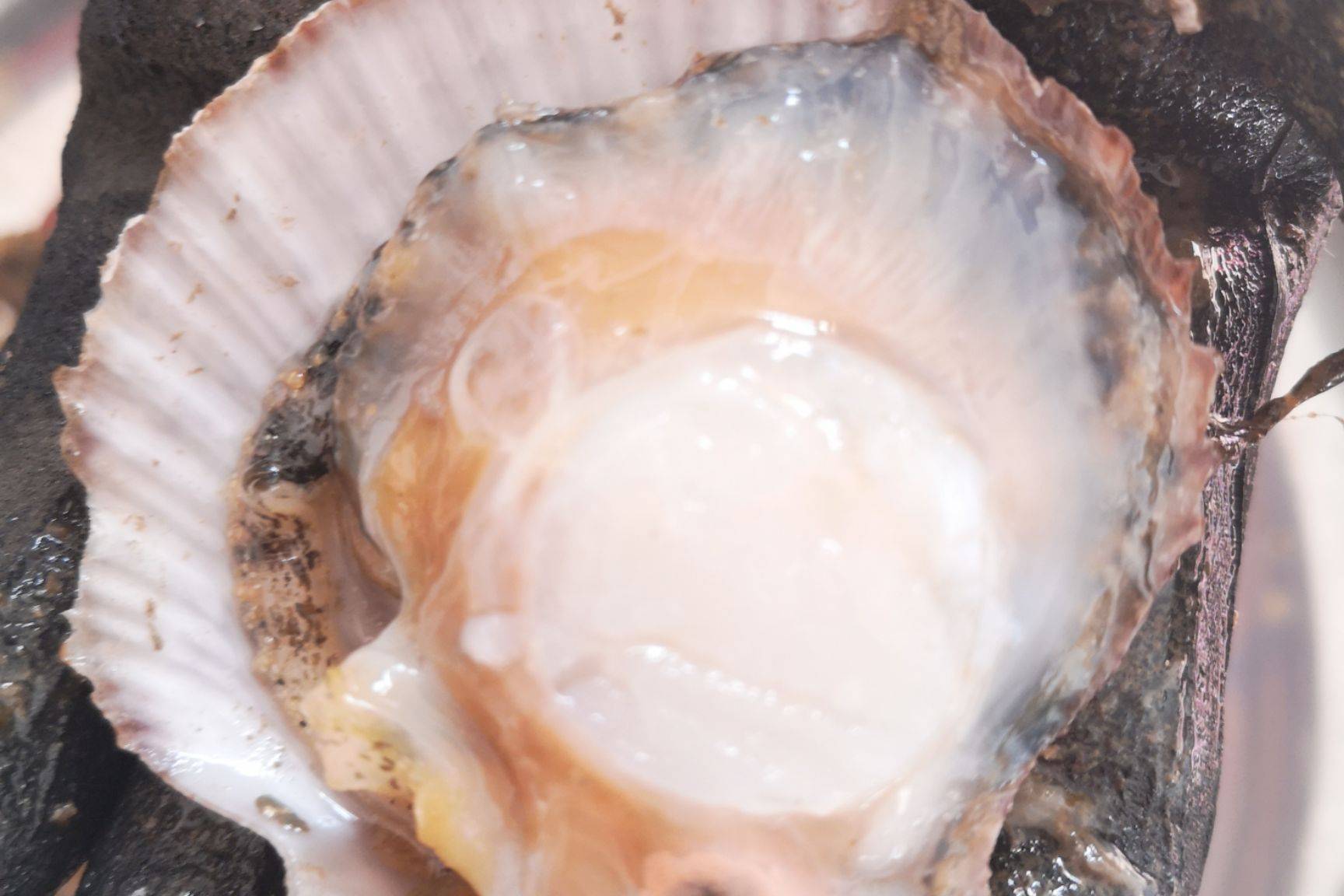 秀丽荣栉孔扇贝