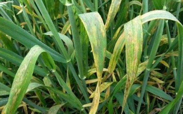 小麦条纹叶枯病