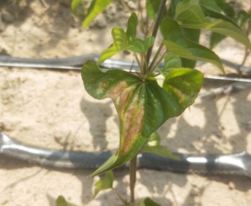 山药褐斑病是由薯蓣柱盘孢引起,发生在山药上的病害